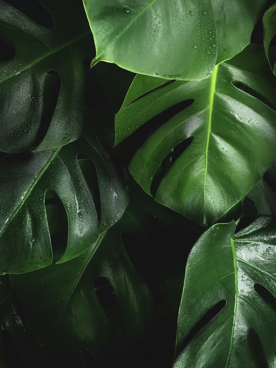 Monstera Thai Constellation