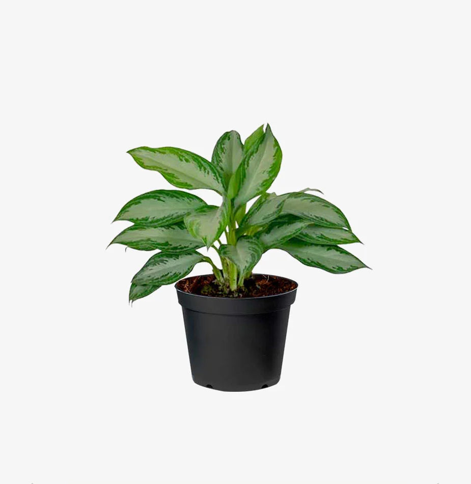 Aglaonema Silver Queen