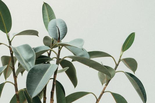 Ficus Elastica Tineke