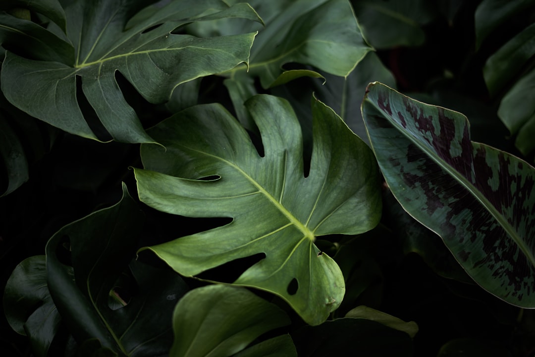 Philodendron Gloriosum