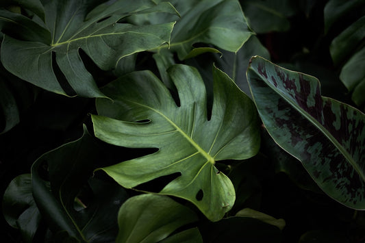 Philodendron Gloriosum
