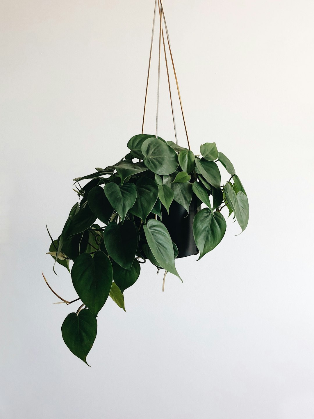 Epipremnum Pinnatum Albo