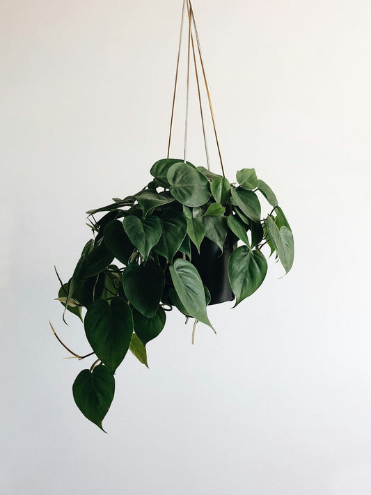Epipremnum Pinnatum Albo