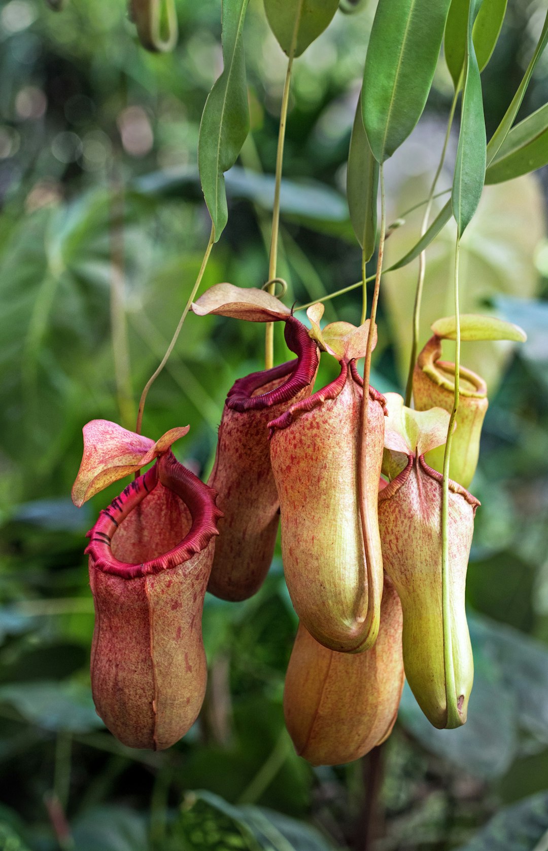Nepenthes Ventrata Pitcher Plant