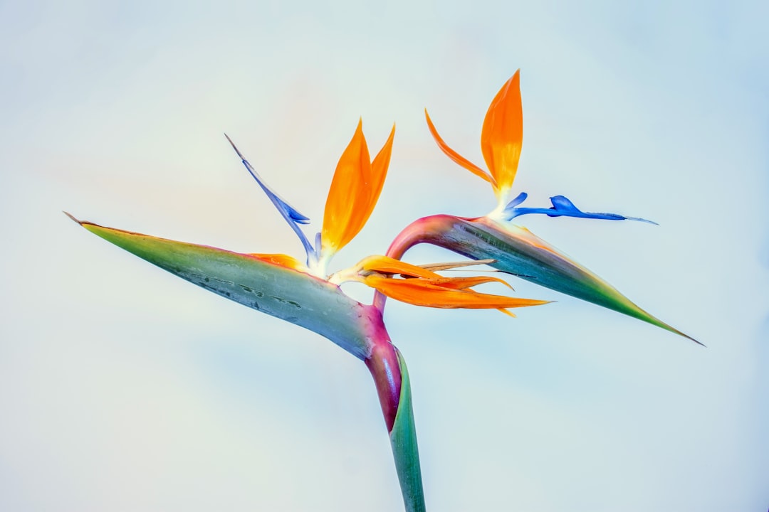Strelitzia Nicolai