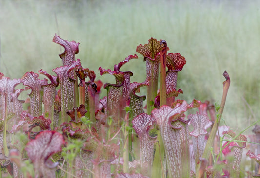 Drosera Capensis Cape Sundew