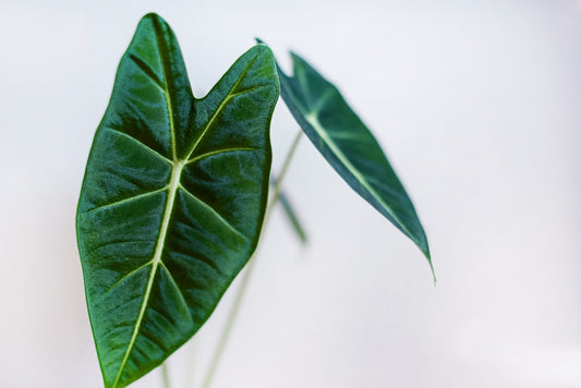 Alocasia Grower Tray (12 x 100mm)
