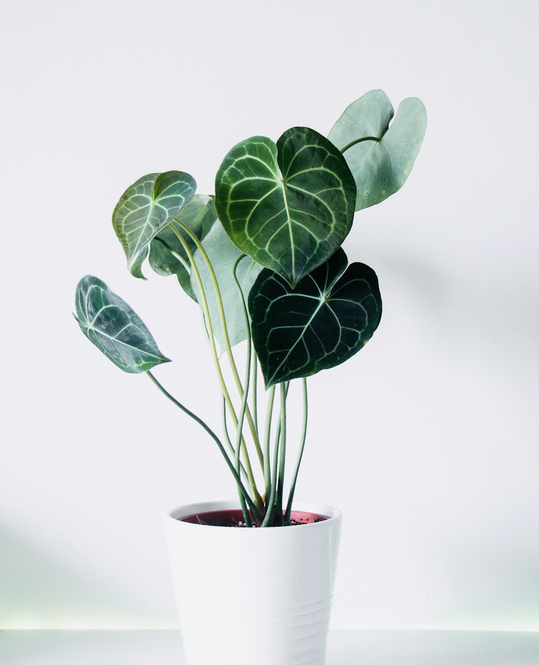 Anthurium Clarinervium