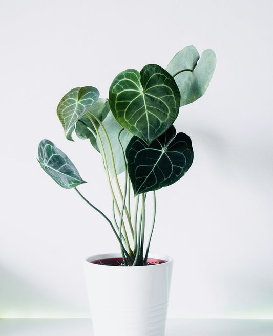 Anthurium Clarinervium