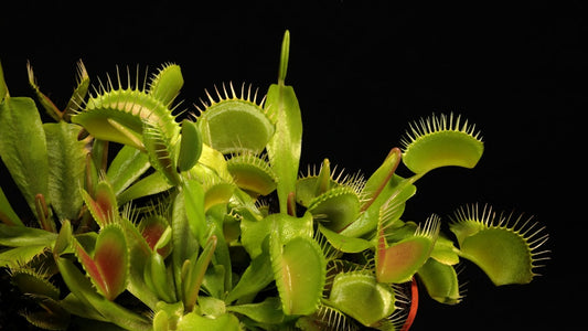 Venus Flytrap (Dionaea muscipula)
