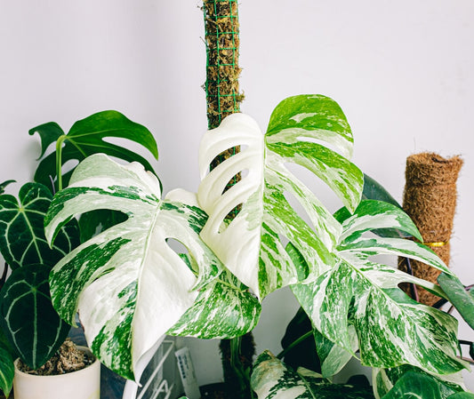Monstera Albo Borsigiana