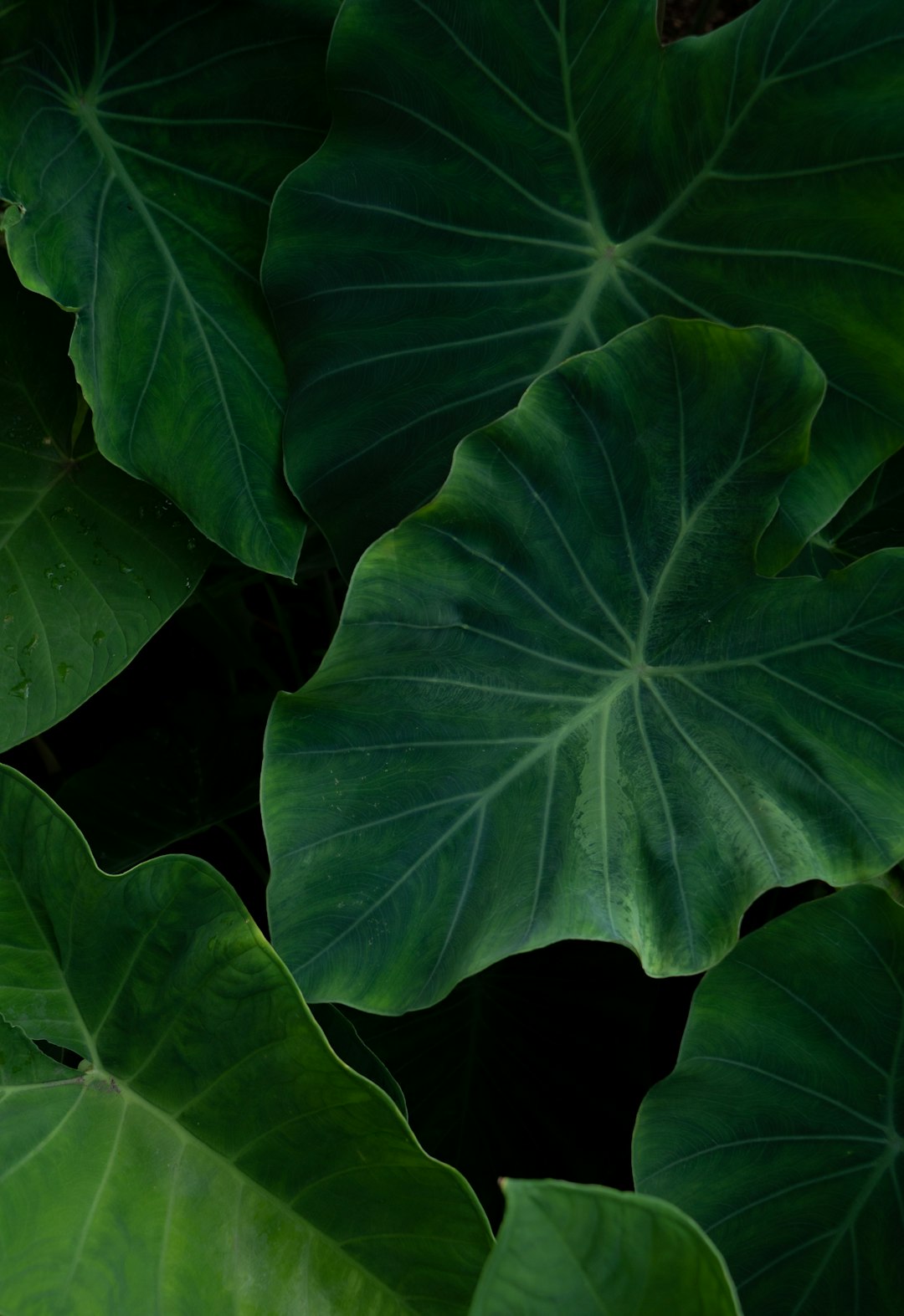 Alocasia Dragon Scale
