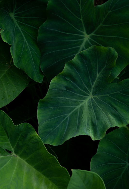 Alocasia Dragon Scale