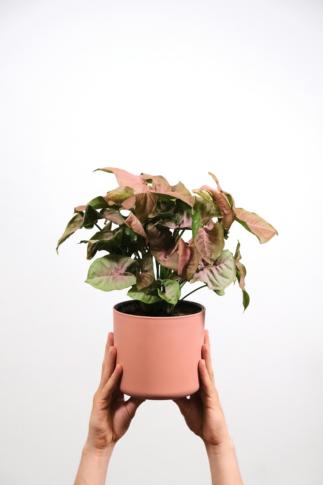 Syngonium Albo Variegatum