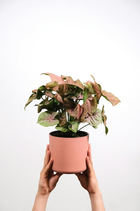 Syngonium Albo Variegatum