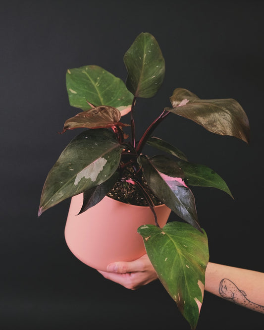 Philodendron Pink Princess