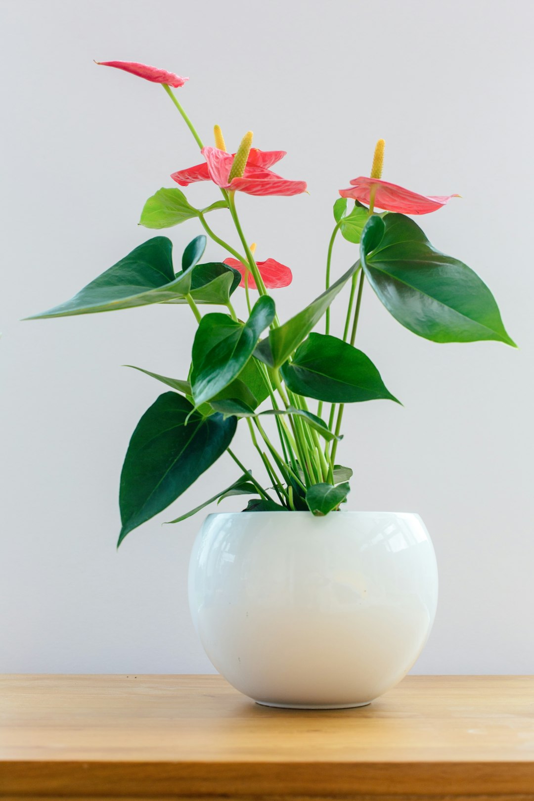 Anthurium Crystallinum
