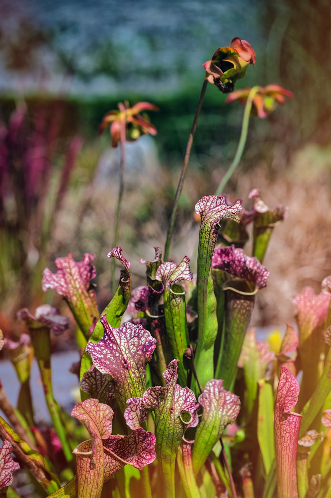Sarracenia Leucophylla