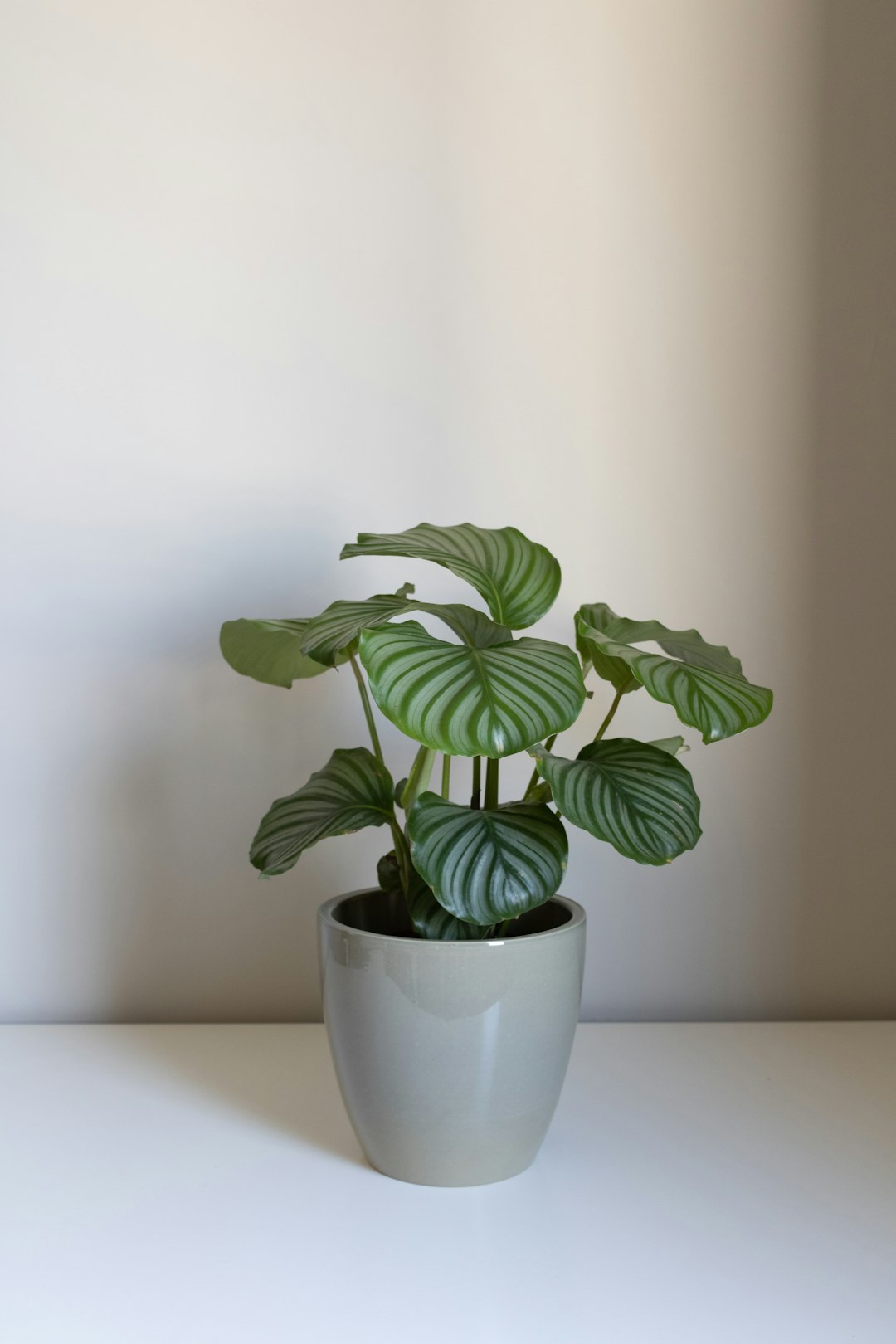 Calathea White Fusion