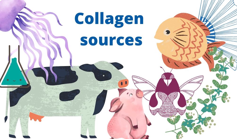 Collagen sources